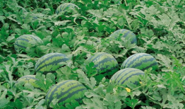 河北魏县 吃瓜,探寻河北特色美食之旅