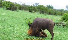 吃瓜的水牛,揭秘动物界的“美食家”日常