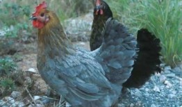 吃瓜女大猩猩,揭秘动物界的“网红”现象