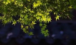 立秋吃瓜的古诗,古韵诗中的时令美味