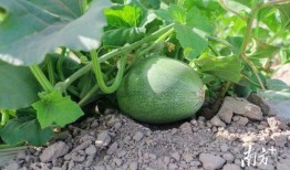 自家的瓜怎么吃,创意瓜食攻略