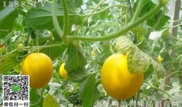 伊丽莎白瓜孕期可以吃吗,伊丽莎白瓜的安全性解析