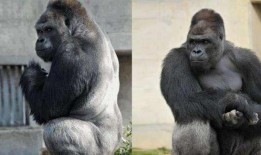 吃瓜女大猩猩,揭秘动物界的“网红”现象