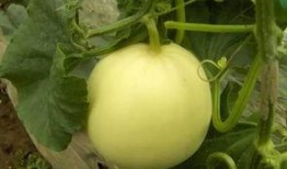 南通如东吃瓜,畅享清凉滋味