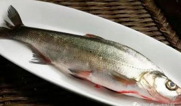 吃瓜喂鱼视频大全,欢乐瞬间尽收眼底