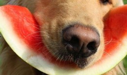 dog瓜怎么吃,解锁美味新体验