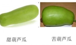 葫芦瓜可以吃吗宝宝,宝宝辅食新选择，营养美味两不误