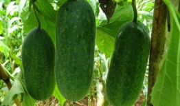 种瓜得瓜吃瓜,瓜农的丰收故事