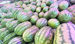 吃麒麟瓜感觉甜得咸,甜蜜与咸香的奇妙交融