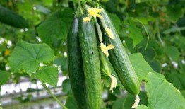 老肥吃瓜,揭秘娱乐圈那些不为人知的幕后故事