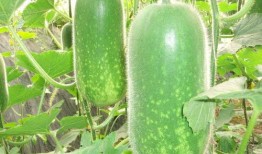 怎样找到吃瓜资源