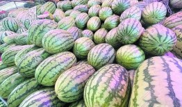 吃麒麟瓜感觉甜得咸,甜蜜与咸香的奇妙交融