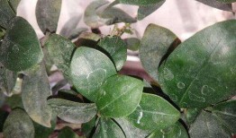 螳螂吃小瓜,自然界的生存法则演绎