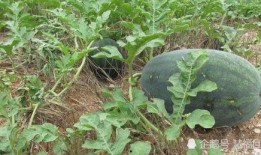 赵匡胤没钱时吃瓜,赵匡胤没钱时的瓜香岁月