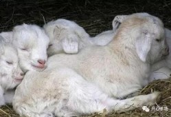 小羊打人吃瓜,一场意外的乡村闹剧