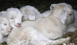 小羊打人吃瓜,一场意外的乡村闹剧