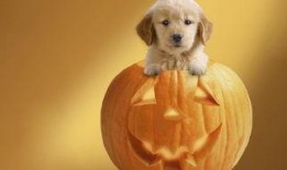 dog瓜怎么吃,解锁美味新体验