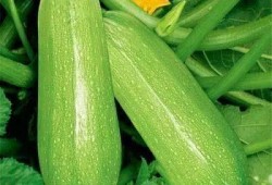 龙泽吃瓜,揭秘娱乐圈幕后风云