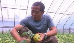 在年代吃瓜致富