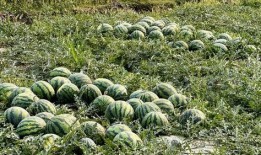 芒市本地吃瓜,探寻本地特色美食之旅