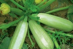 吃茭瓜放屁,茭瓜美食背后的“排气”秘密