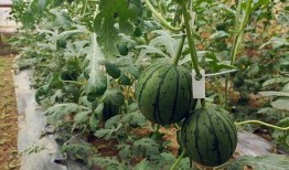 今日吃瓜51吃瓜中心,揭秘娱乐圈最新热点，带你畅游吃瓜盛宴