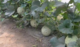 亚麻蝶吃瓜网,揭秘网络世界的甜蜜诱惑与风险