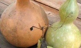 葫芦瓜可以吃吗宝宝,宝宝辅食新选择，营养美味两不误