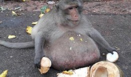 猴吃瓜文案视频,趣味横生的动物搞笑瞬间