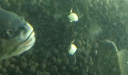 吃瓜喂鱼视频大全,欢乐瞬间尽收眼底