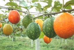 高血糖吃吊瓜,吊瓜助力血糖平衡