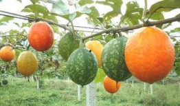 高血糖吃吊瓜,吊瓜助力血糖平衡