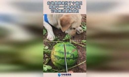 小狗吃小瓜,小瓜的甜蜜邂逅