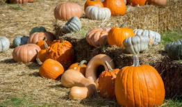 福神吃瓜,揭秘娱乐圈背后的秘密与八卦