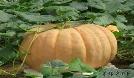 吃瓜肚子胀气吗,吃瓜引发肚子胀气？揭秘瓜果食用注意事项