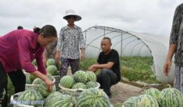 大新柏林吃瓜视频,揭秘网红美食背后的故事