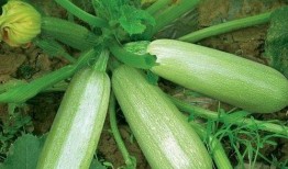 吃茭瓜放屁,茭瓜美食背后的“排气”秘密