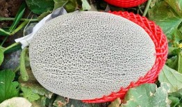 亚麻蝶吃瓜网,揭秘网络世界的甜蜜诱惑与风险