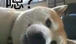 吃瓜笑哭表情包,揭秘网络表情包的魅力