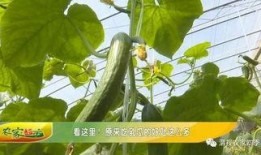 吃乳瓜好处,乳瓜带来的多重益处揭秘