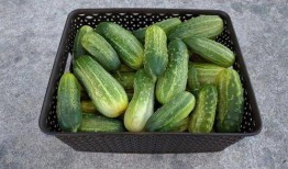 天天吃瓜教学,寓教于乐，轻松学习新风尚