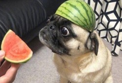 带您吃瓜小号,网络红人的幕后故事