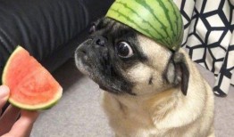 带您吃瓜小号,网络红人的幕后故事