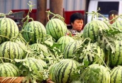 老瓜新吃盘点,探寻传统美食的时尚演绎