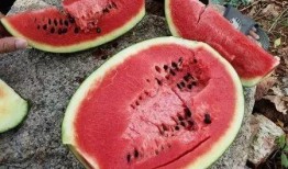 吃西瓜拉稀瓜,揭秘“吃西瓜拉稀瓜”的真相与预防