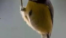 怎样防止鸟吃幼瓜,有效措施守护丰收