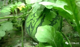 大脑袋吃瓜,揭秘瓜界奇才的趣味生活