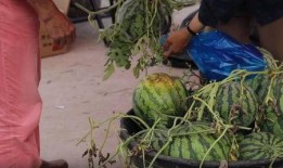 雷雨晨吃瓜,揭秘娱乐圈背后的秘密与真相