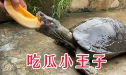 海角小王子吃瓜,瓜田里的奇幻冒险之旅