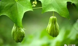 在年代吃瓜致富